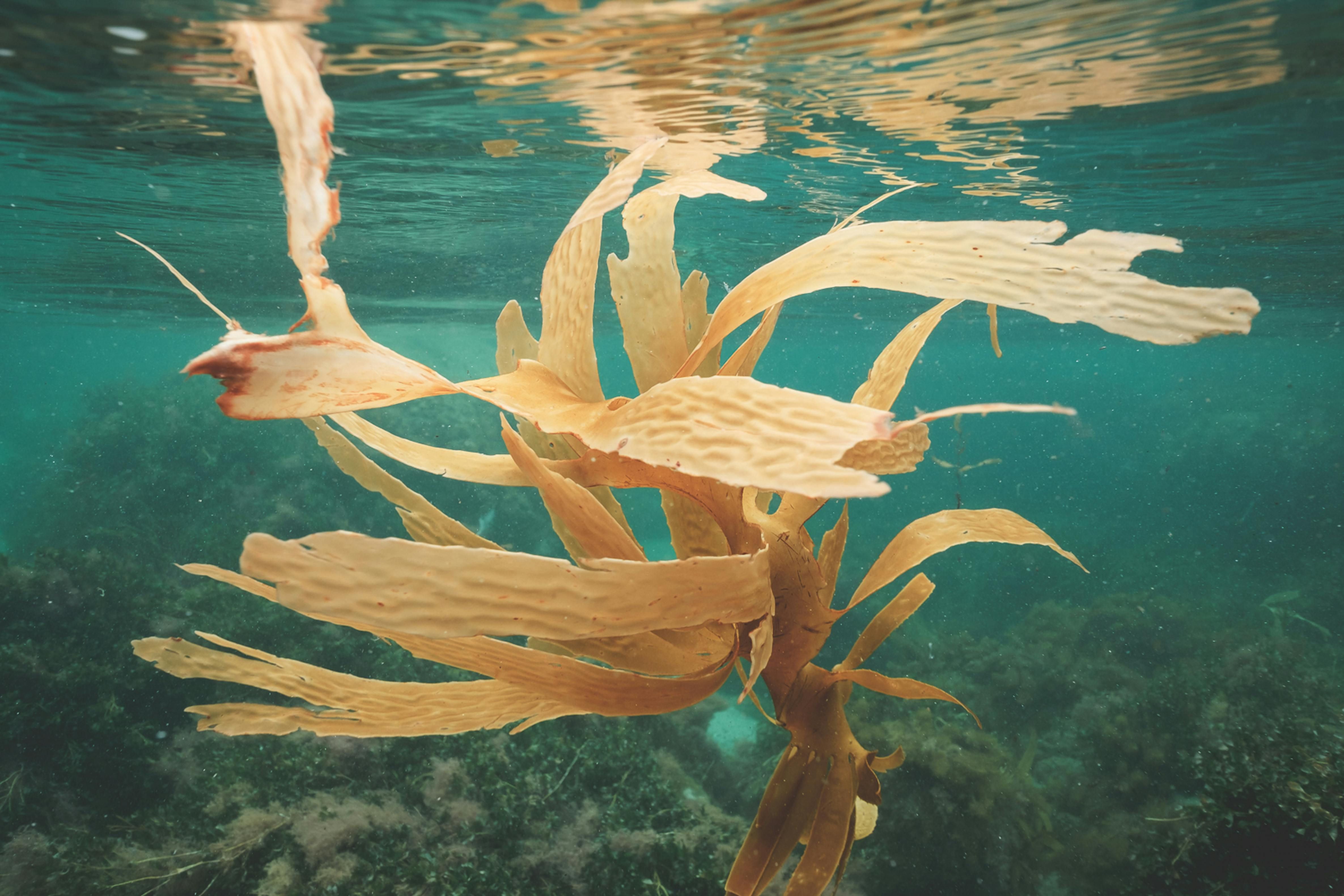 Discover Algal Oil: A Sustainable Seaweed-Derived Omega-3 Supplement Seaweed harvested for algal oil production, an eco-friendly Omega-3 source shown in a natural aquatic setting.