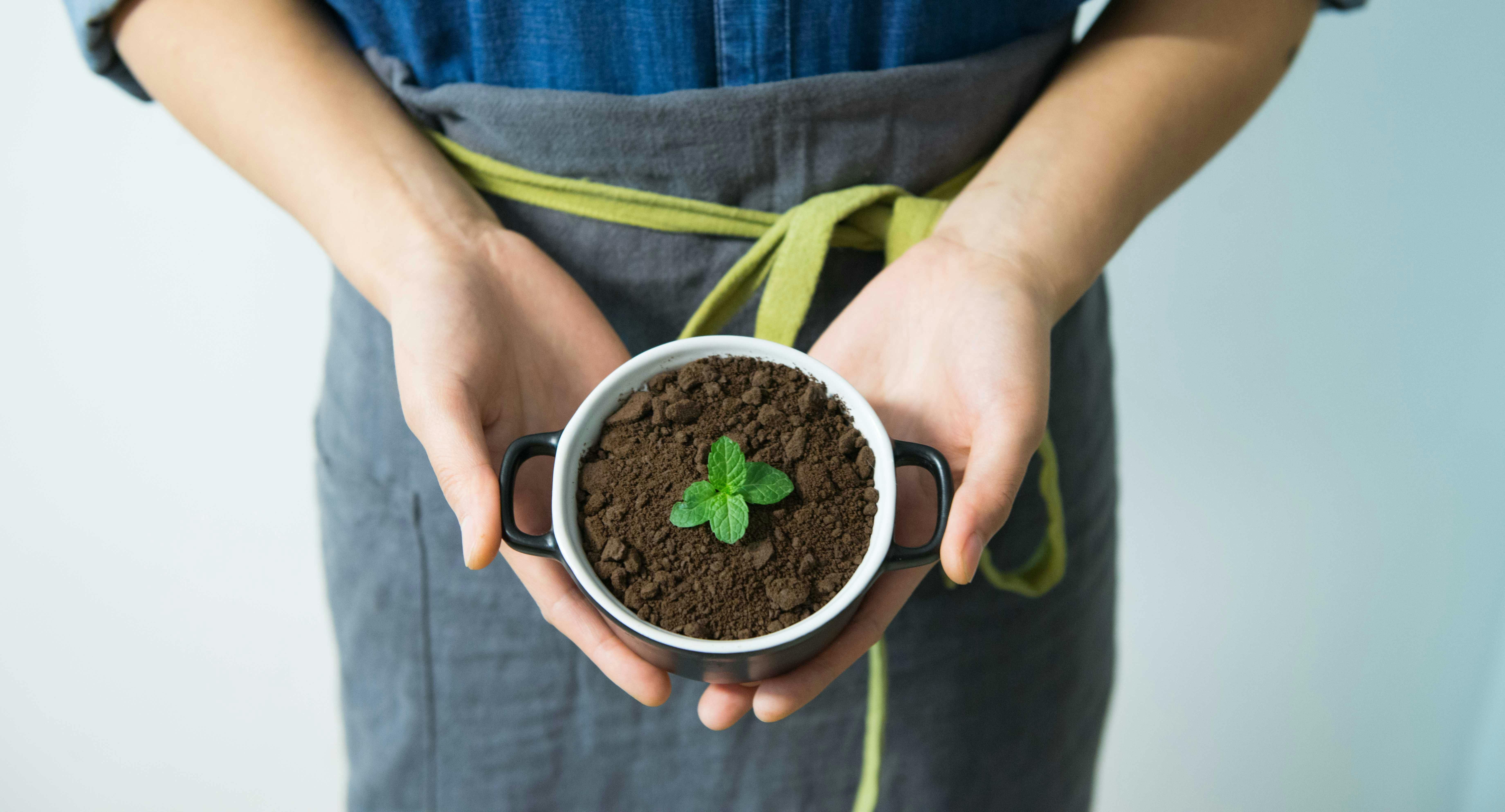 Mint Growing in a Pot - Can It Be Consumed During Intermittent Fasting? Fresh mint growing in a pot, illustrating its role in intermittent fasting